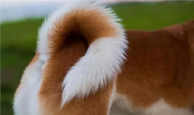 狗狗尾巴秘密:9种状态下代表的意思不一样