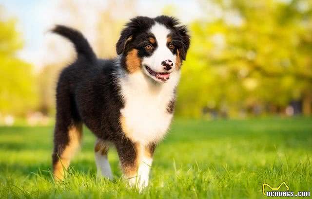 狗狗尾巴秘密:9种状态下代表的意思不一样