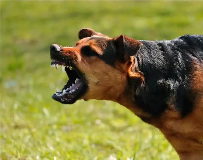 狗狗尾巴秘密:9种状态下代表的意思不一样