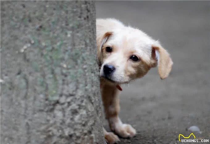 狗狗尾巴秘密:9种状态下代表的意思不一样