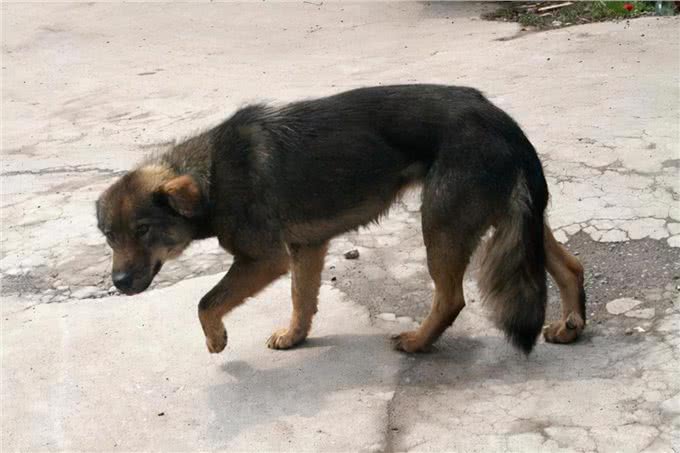 狗狗尾巴秘密:9种状态下代表的意思不一样