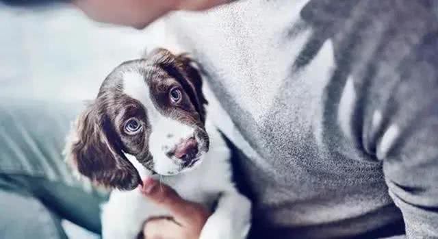 狗狗尾巴秘密:9种状态下代表的意思不一样