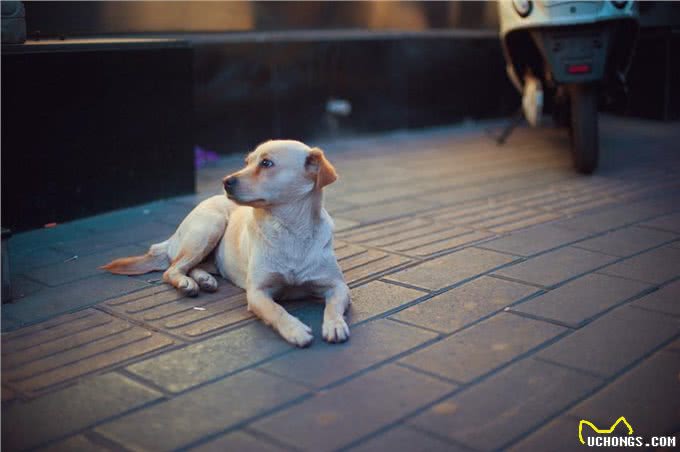 狗狗尾巴秘密:9种状态下代表的意思不一样