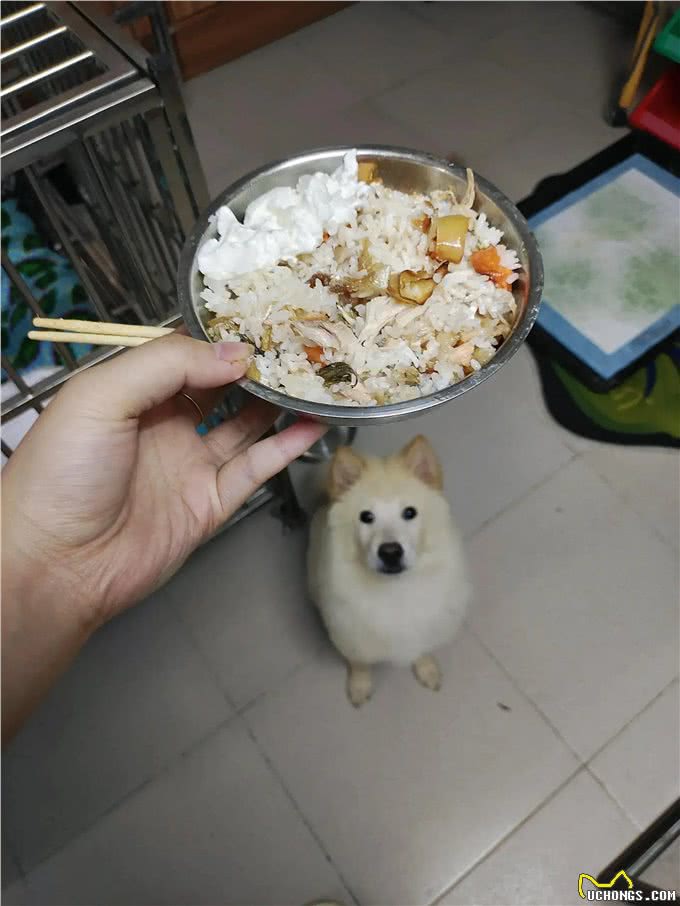 哪些主食可以给狗子吃?