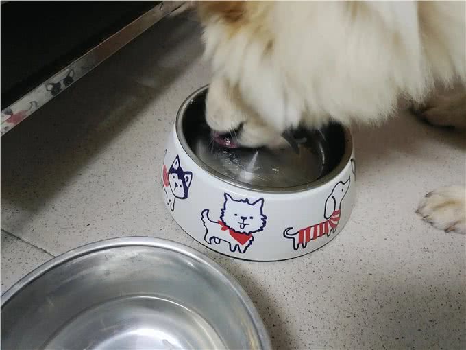 哪些主食可以给狗子吃?