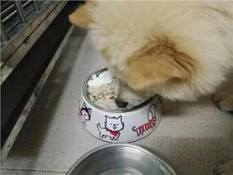 哪些主食可以给狗子吃?