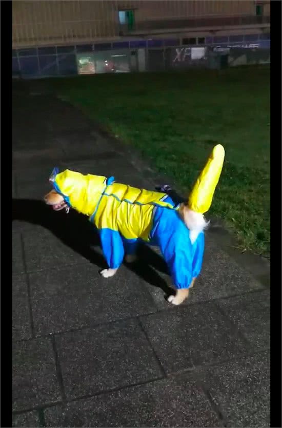 主人给狗狗买了件雨衣，穿上后看起来怎么有点奇怪，尤其是尾巴!