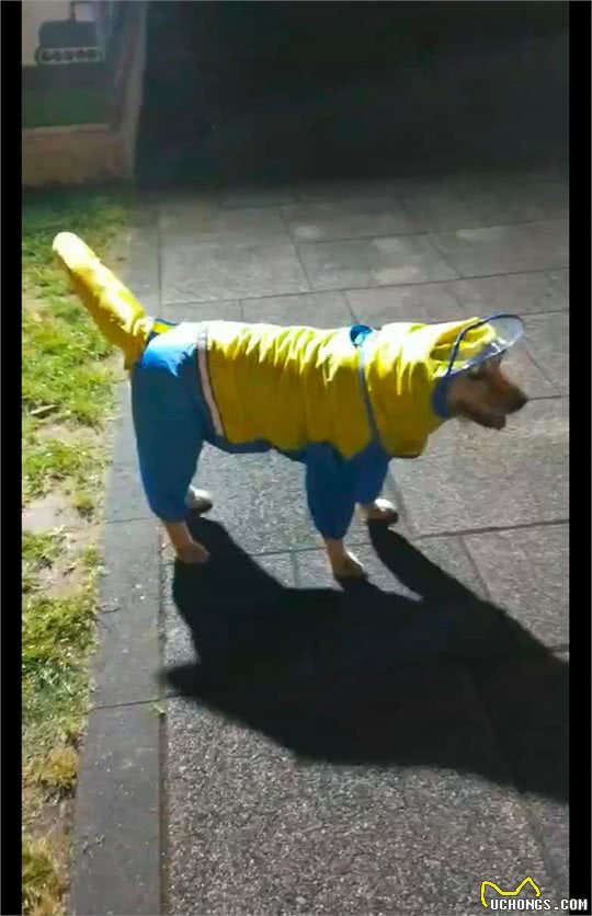 主人给狗狗买了件雨衣，穿上后看起来怎么有点奇怪，尤其是尾巴!