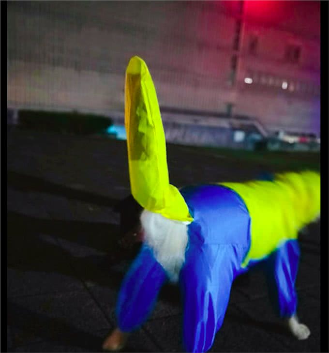 主人给狗狗买了件雨衣，穿上后看起来怎么有点奇怪，尤其是尾巴!