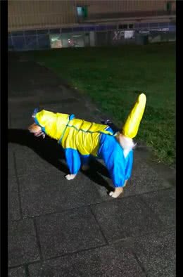 主人给狗狗买了件雨衣，穿上后看起来怎么有点奇怪，尤其是尾巴!