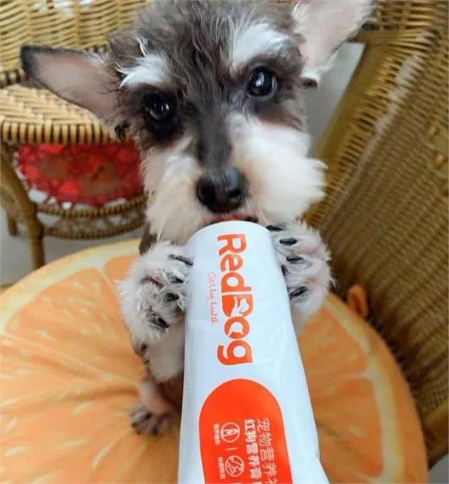 狗狗老生病,是营养不良免疫力低的表现!吃这个能帮到它