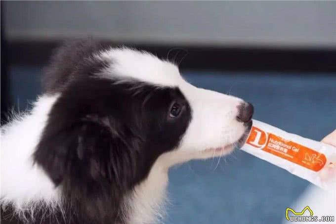 狗狗老生病,是营养不良免疫力低的表现!吃这个能帮到它