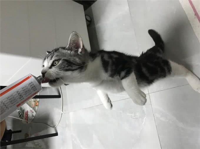 狗狗老生病,是营养不良免疫力低的表现!吃这个能帮到它