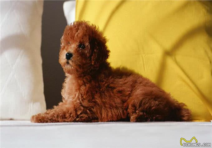 便秘困扰:狗狗便秘严重,是什么导致的?怎样护理会快一点?