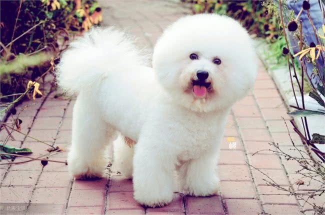 比熊多大可以吃干狗粮?成年和幼犬都有讲究,你知道怎么喂好吗?