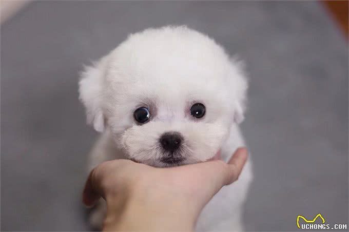 比熊多大可以吃干狗粮?成年和幼犬都有讲究,你知道怎么喂好吗?