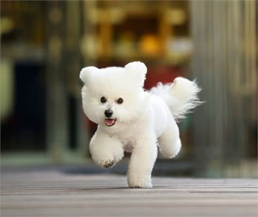 比熊多大可以吃干狗粮?成年和幼犬都有讲究,你知道怎么喂好吗?