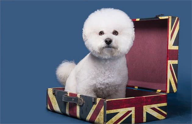 比熊多大可以吃干狗粮?成年和幼犬都有讲究,你知道怎么喂好吗?