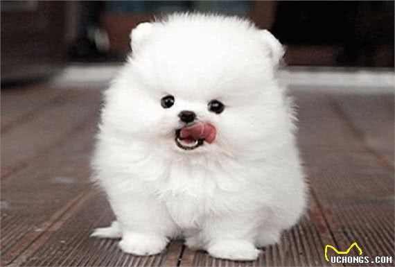 比熊多大可以吃干狗粮?成年和幼犬都有讲究,你知道怎么喂好吗?