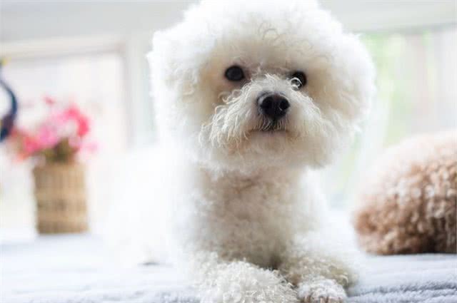 比熊多大可以吃干狗粮?成年和幼犬都有讲究,你知道怎么喂好吗?