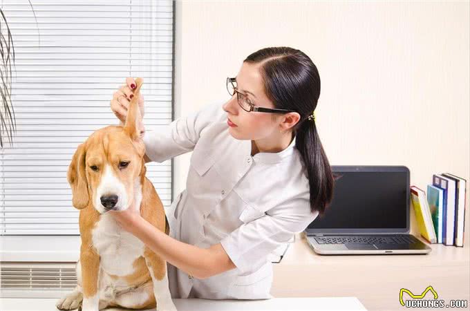 狗狗为何总流泪?难道太过伤心?这几点才是真相!