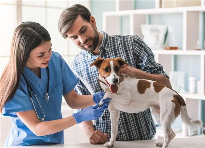 狗狗为何总流泪?难道太过伤心?这几点才是真相!