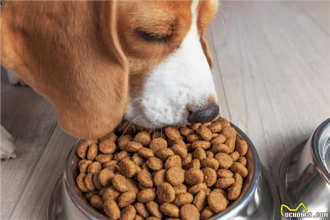 狗狗为何总流泪?难道太过伤心?这几点才是真相!