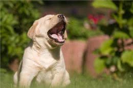 狗狗为何总流泪?难道太过伤心?这几点才是真相!