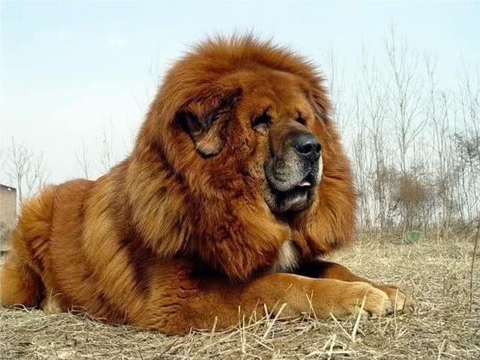 曾站上神坛的藏獒,其真实战力,在野生动物中算哪个层次?