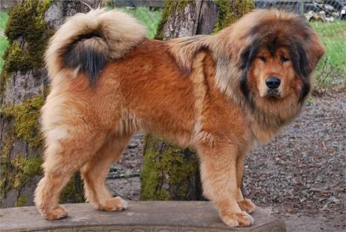 曾站上神坛的藏獒,其真实战力,在野生动物中算哪个层次?