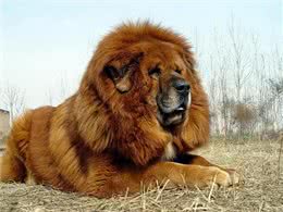 曾站上神坛的藏獒，其真实战力，在野生动物中算哪个层次?