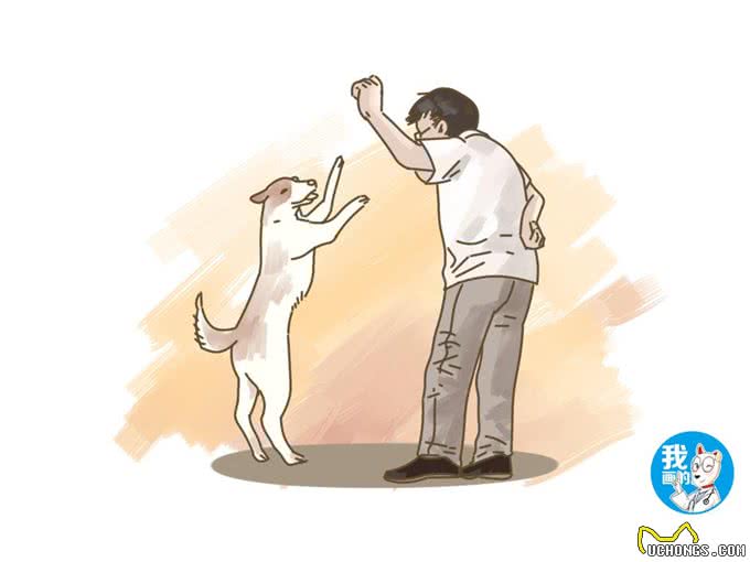 狗狗挑食怎么办?排除疾病原因后,需要使点儿小手段