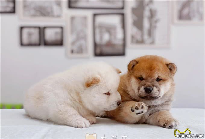 优秀幼犬是如何被培育出来的?