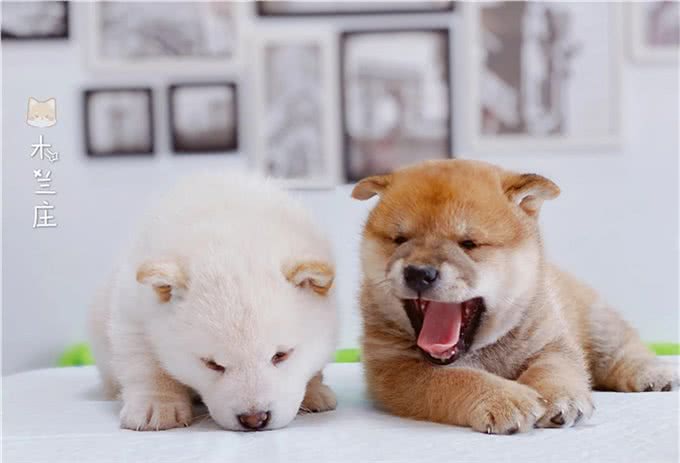 优秀幼犬是如何被培育出来的?