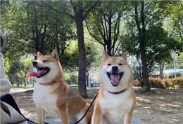 优秀幼犬是如何被培育出来的?