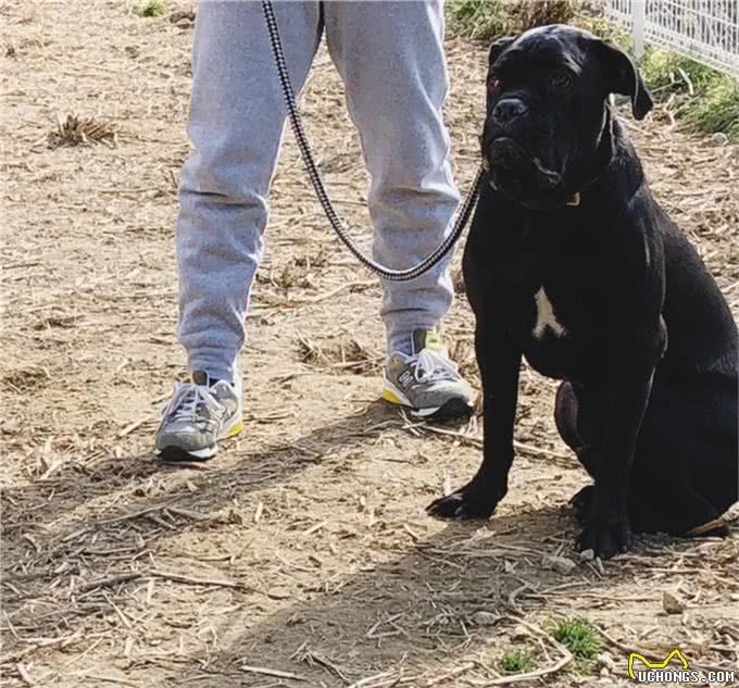 2种世界顶尖护卫犬,号称黑色飓风,喜欢以暴制暴的猛犬