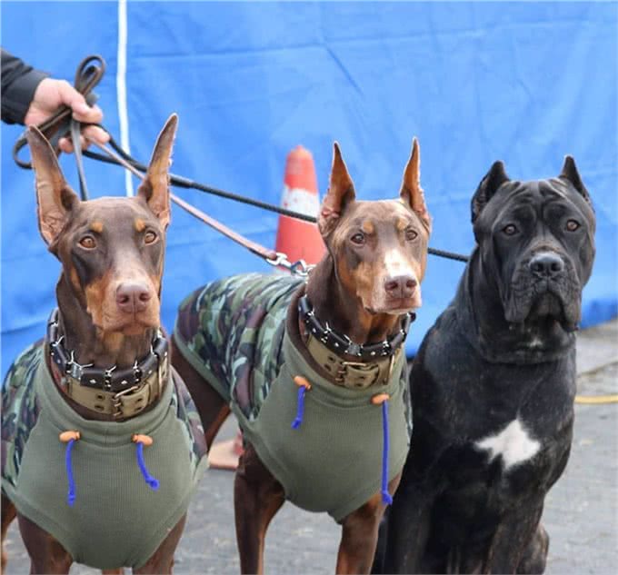 2种世界顶尖护卫犬,号称黑色飓风,喜欢以暴制暴的猛犬
