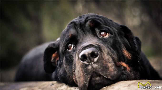 2种世界顶尖护卫犬,号称黑色飓风,喜欢以暴制暴的猛犬