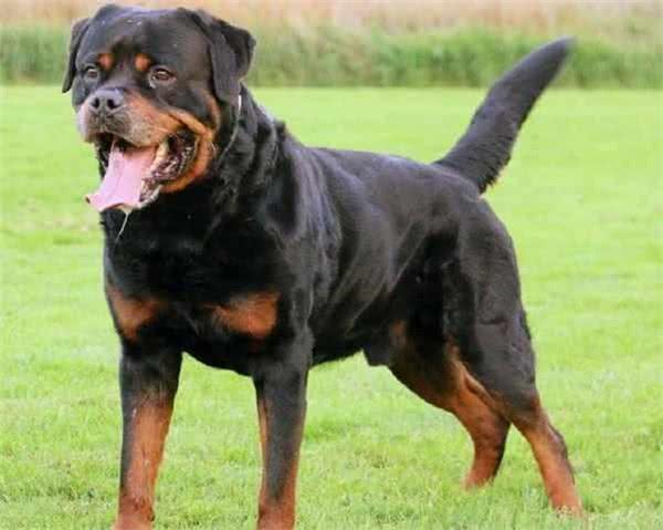 2种世界顶尖护卫犬,号称黑色飓风,喜欢以暴制暴的猛犬