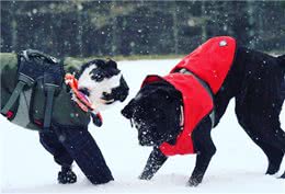 2种世界顶尖护卫犬，号称黑色飓风，喜欢以暴制暴的猛犬