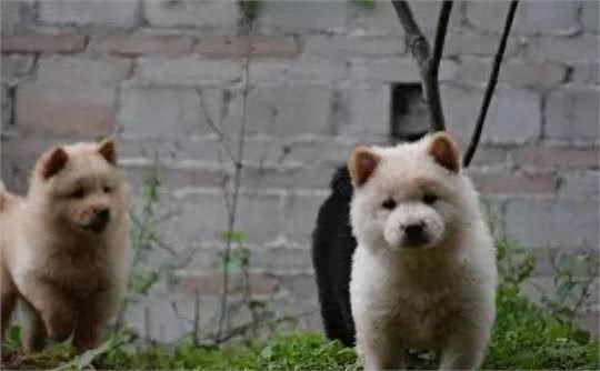 中国本土犬种有哪些?十大中国本土狗的品种!你最爱哪个?