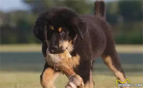 中国本土犬种有哪些?十大中国本土狗的品种!你最爱哪个?