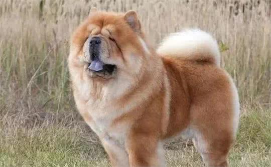 中国本土犬种有哪些?十大中国本土狗的品种!你最爱哪个?