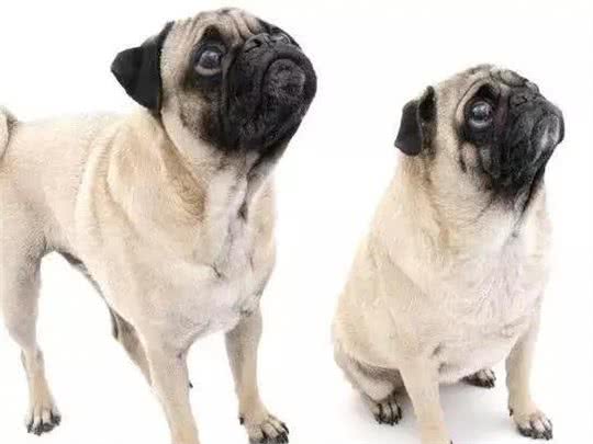 中国本土犬种有哪些?十大中国本土狗的品种!你最爱哪个?