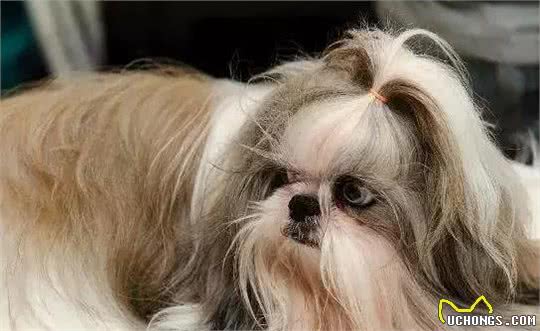 中国本土犬种有哪些?十大中国本土狗的品种!你最爱哪个?