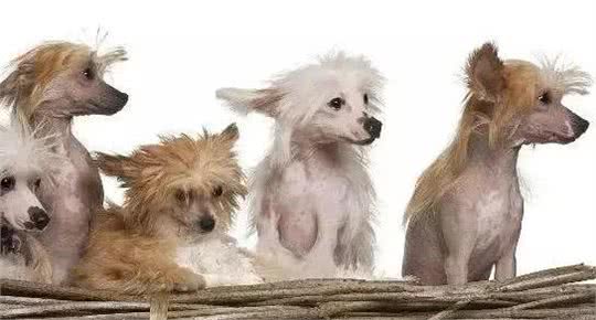 中国本土犬种有哪些?十大中国本土狗的品种!你最爱哪个?