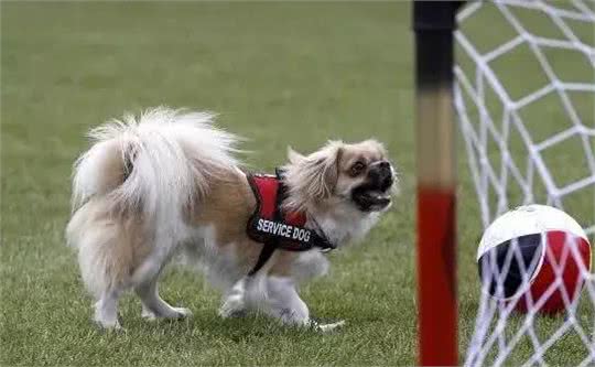 中国本土犬种有哪些?十大中国本土狗的品种!你最爱哪个?