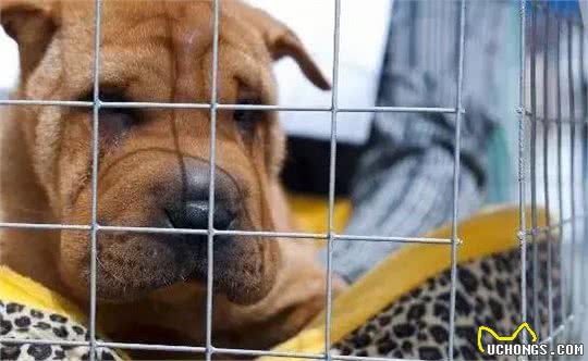 中国本土犬种有哪些?十大中国本土狗的品种!你最爱哪个?