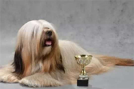 中国本土犬种有哪些?十大中国本土狗的品种!你最爱哪个?