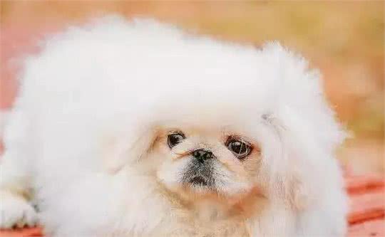 中国本土犬种有哪些?十大中国本土狗的品种!你最爱哪个?
